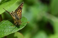Carterocephalus palaemon