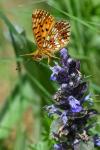 Boloria selene