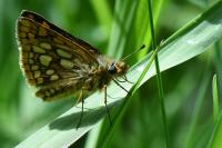 Carterocephalus palaemon