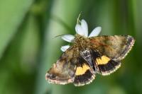 Panemeria tenebrata