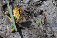 Carterocephalus palaemon