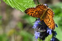 Boloria selene