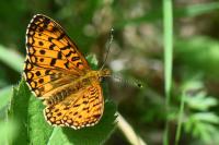 Boloria selene