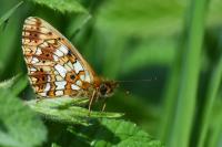 Boloria selene