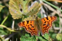 Polygonia c-album