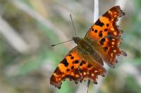 Polygonia c-album