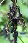 Aglais io