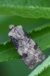Agrotis puta
