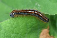 Malacosoma neustria