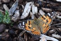 Vanessa cardui