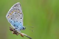 Polyommatus icarus
