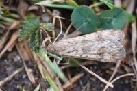 Nomophila noctuella