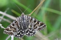 Euclidia mi