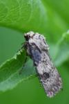 Agrotis puta