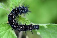 Aglais io
