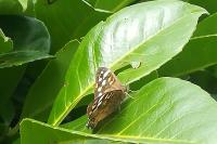 Pararge aegeria