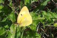 Colias crocea