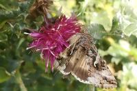 Autographa gamma