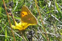 Colias crocea