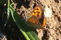 Lycaena phlaeas