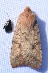 Sunira circellaris
