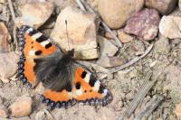 Aglais urticae