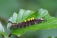 Orgyia antiqua