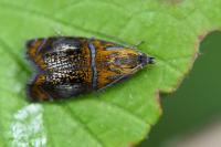 Olethreutes arcuella
