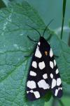 Arctia villica