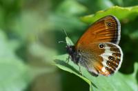 Coenonympha arcania