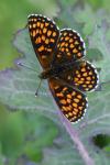Melitaea athalia
