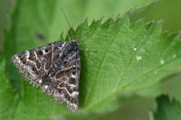 Euclidia mi