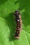 Lymantria dispar
