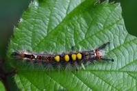 Orgyia antiqua