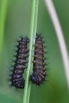 Saturnia pavonia