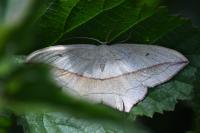 Timandra comae