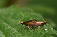 Micropterix calthella