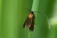 Cauchas rufimitrella