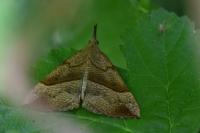 Hypena proboscidalis