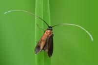 Cauchas rufimitrella