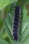 Saturnia pavonia