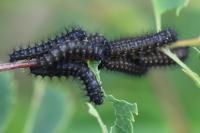 Saturnia pavonia