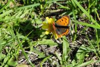 Lycaena phlaeas