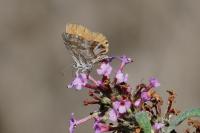 Cacyreus marshalli