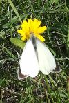 Pieris brassicae