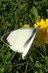 Pieris brassicae