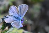 Polyommatus icarus