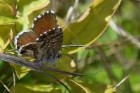 Cacyreus marshalli