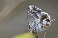 Cacyreus marshalli