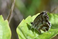 Cacyreus marshalli